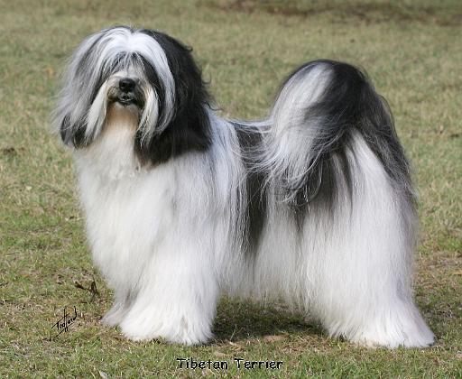 Tibetan Terrier 9Y407D-232.JPG